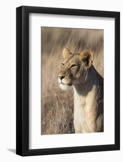 Lioness (Panthera Leo), Lewa Wildlife Conservancy, Laikipia, Kenya, East Africa, Africa-Ann and Steve Toon-Framed Photographic Print