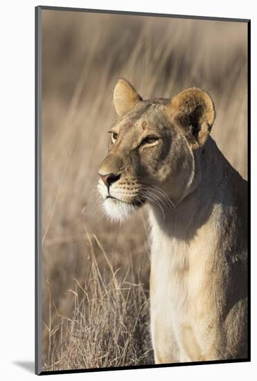 Lioness (Panthera Leo), Lewa Wildlife Conservancy, Laikipia, Kenya, East Africa, Africa-Ann and Steve Toon-Mounted Photographic Print