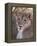 Lioness (Panthera Leo), Loisaba Wilderness Conservancy, Laikipia, Kenya, East Africa, Africa-Sergio Pitamitz-Framed Premier Image Canvas