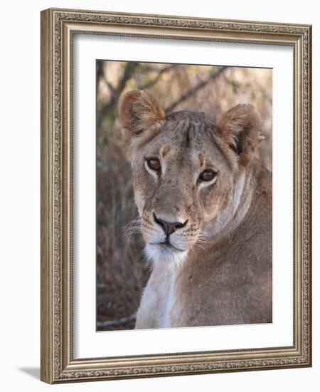 Lioness (Panthera Leo), Loisaba Wilderness Conservancy, Laikipia, Kenya, East Africa, Africa-Sergio Pitamitz-Framed Photographic Print