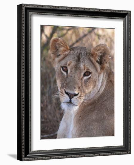Lioness (Panthera Leo), Loisaba Wilderness Conservancy, Laikipia, Kenya, East Africa, Africa-Sergio Pitamitz-Framed Photographic Print