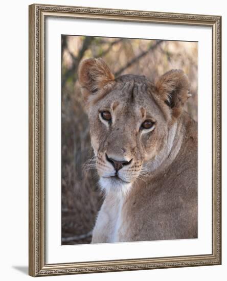 Lioness (Panthera Leo), Loisaba Wilderness Conservancy, Laikipia, Kenya, East Africa, Africa-Sergio Pitamitz-Framed Photographic Print