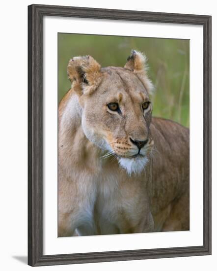 Lioness (Panthera Leo), Masai Mara National Reserve, Kenya, East Africa, Africa-Sergio Pitamitz-Framed Photographic Print