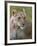 Lioness (Panthera Leo), Masai Mara National Reserve, Kenya, East Africa, Africa-Sergio Pitamitz-Framed Photographic Print