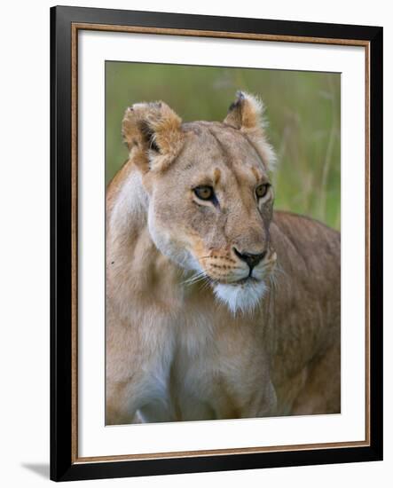 Lioness (Panthera Leo), Masai Mara National Reserve, Kenya, East Africa, Africa-Sergio Pitamitz-Framed Photographic Print
