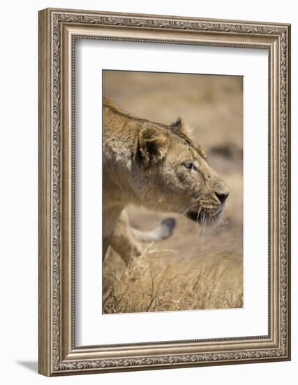 Lioness (Panthera leo), Ngorongoro Crater, Tanzania, East Africa, Africa-Ashley Morgan-Framed Photographic Print