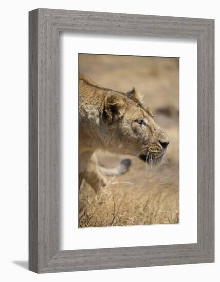 Lioness (Panthera leo), Ngorongoro Crater, Tanzania, East Africa, Africa-Ashley Morgan-Framed Photographic Print