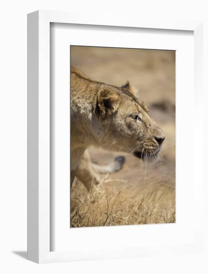 Lioness (Panthera leo), Ngorongoro Crater, Tanzania, East Africa, Africa-Ashley Morgan-Framed Photographic Print