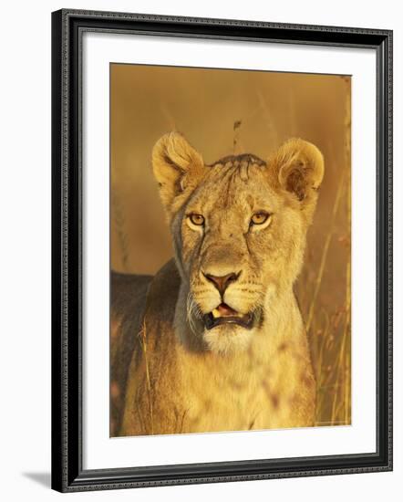 Lioness (Panthera Leo) Portrait in Late-Afternoon Light, Masai Mara National Reserve, Kenya-James Hager-Framed Photographic Print