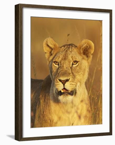 Lioness (Panthera Leo) Portrait in Late-Afternoon Light, Masai Mara National Reserve, Kenya-James Hager-Framed Photographic Print