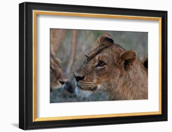 Lioness (Panthera leo), Sabi Sands Game Reserve, South Africa, Africa-Sergio Pitamitz-Framed Photographic Print