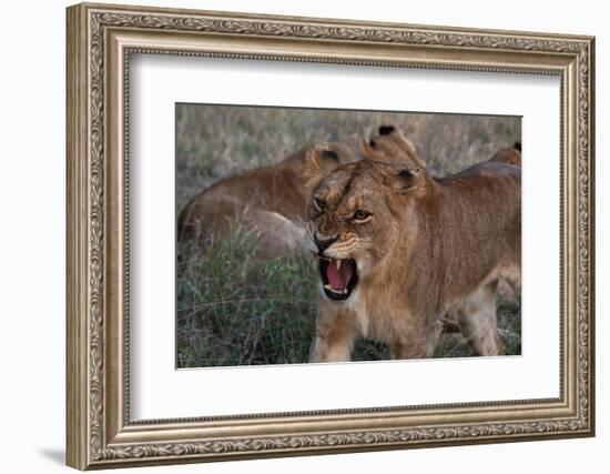 Lioness (Panthera leo), Sabi Sands Game Reserve, South Africa, Africa-Sergio Pitamitz-Framed Photographic Print