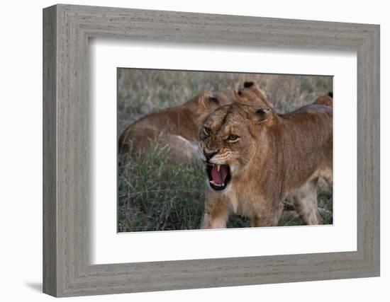 Lioness (Panthera leo), Sabi Sands Game Reserve, South Africa, Africa-Sergio Pitamitz-Framed Photographic Print