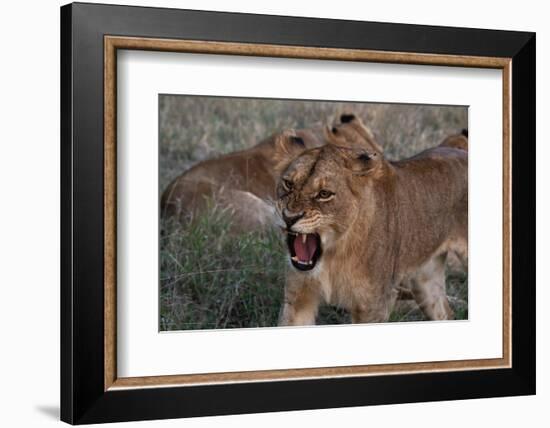 Lioness (Panthera leo), Sabi Sands Game Reserve, South Africa, Africa-Sergio Pitamitz-Framed Photographic Print