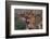 Lioness (Panthera leo), Sabi Sands Game Reserve, South Africa, Africa-Sergio Pitamitz-Framed Photographic Print