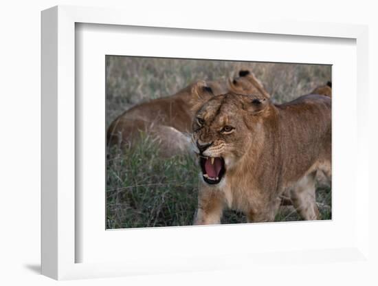 Lioness (Panthera leo), Sabi Sands Game Reserve, South Africa, Africa-Sergio Pitamitz-Framed Photographic Print