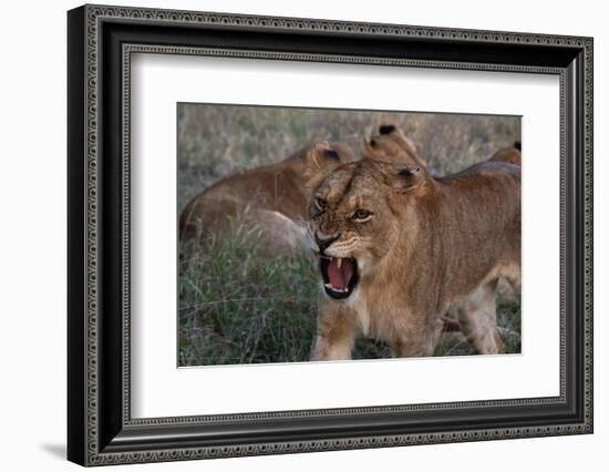 Lioness (Panthera leo), Sabi Sands Game Reserve, South Africa, Africa-Sergio Pitamitz-Framed Photographic Print