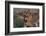 Lioness (Panthera leo), Sabi Sands Game Reserve, South Africa, Africa-Sergio Pitamitz-Framed Photographic Print