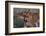 Lioness (Panthera leo), Sabi Sands Game Reserve, South Africa, Africa-Sergio Pitamitz-Framed Photographic Print