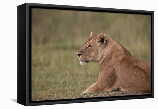 Lioness (Panthera Leo), Serengeti National Park, Tanzania, East Africa, Africa-James Hager-Framed Premier Image Canvas