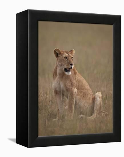 Lioness (Panthera Leo), Serengeti National Park, Tanzania, East Africa, Africa-James Hager-Framed Premier Image Canvas