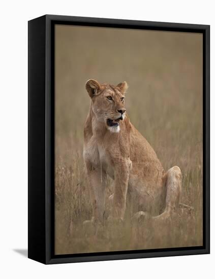 Lioness (Panthera Leo), Serengeti National Park, Tanzania, East Africa, Africa-James Hager-Framed Premier Image Canvas