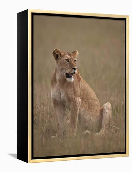 Lioness (Panthera Leo), Serengeti National Park, Tanzania, East Africa, Africa-James Hager-Framed Premier Image Canvas