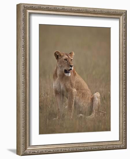 Lioness (Panthera Leo), Serengeti National Park, Tanzania, East Africa, Africa-James Hager-Framed Photographic Print