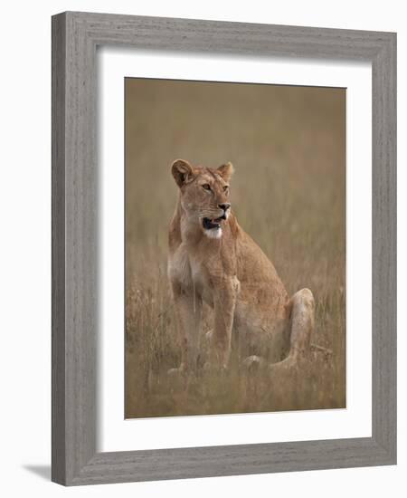 Lioness (Panthera Leo), Serengeti National Park, Tanzania, East Africa, Africa-James Hager-Framed Photographic Print