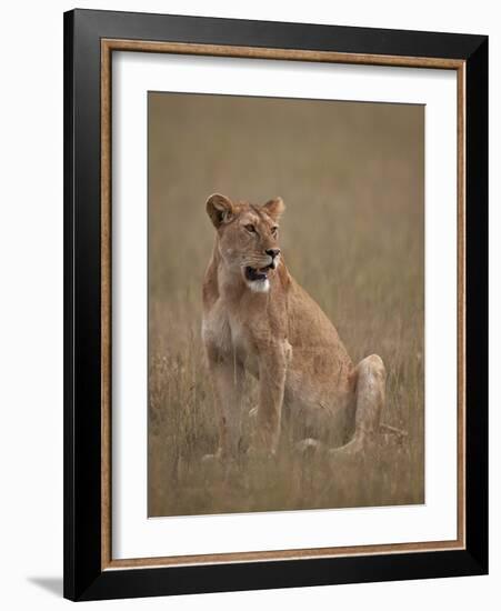 Lioness (Panthera Leo), Serengeti National Park, Tanzania, East Africa, Africa-James Hager-Framed Photographic Print