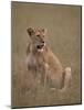 Lioness (Panthera Leo), Serengeti National Park, Tanzania, East Africa, Africa-James Hager-Mounted Photographic Print