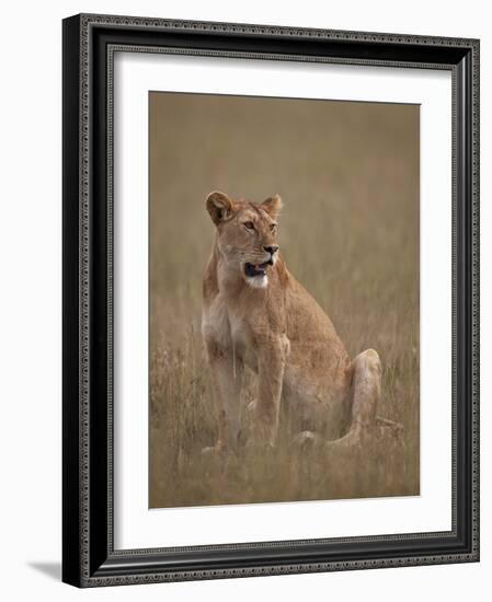 Lioness (Panthera Leo), Serengeti National Park, Tanzania, East Africa, Africa-James Hager-Framed Photographic Print