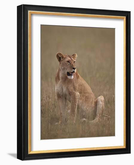 Lioness (Panthera Leo), Serengeti National Park, Tanzania, East Africa, Africa-James Hager-Framed Photographic Print