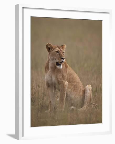 Lioness (Panthera Leo), Serengeti National Park, Tanzania, East Africa, Africa-James Hager-Framed Photographic Print