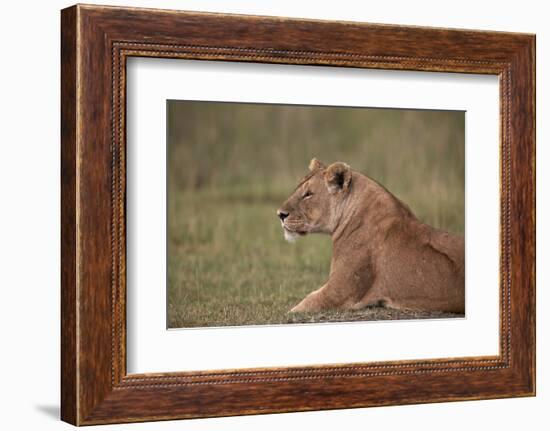 Lioness (Panthera Leo), Serengeti National Park, Tanzania, East Africa, Africa-James Hager-Framed Photographic Print