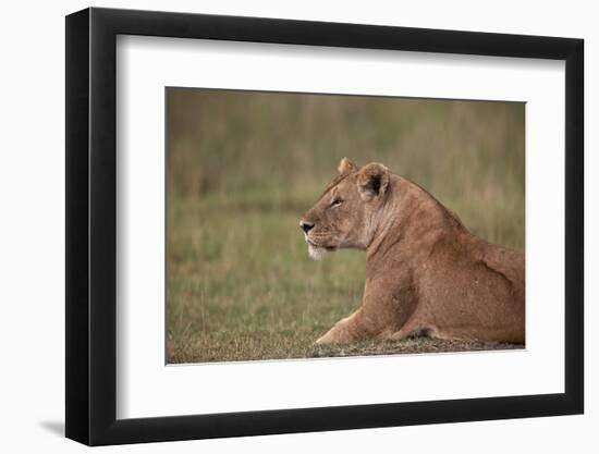 Lioness (Panthera Leo), Serengeti National Park, Tanzania, East Africa, Africa-James Hager-Framed Photographic Print