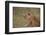 Lioness (Panthera Leo), Serengeti National Park, Tanzania, East Africa, Africa-James Hager-Framed Photographic Print