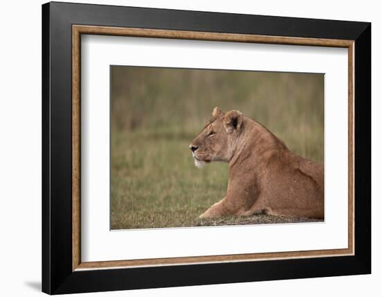 Lioness (Panthera Leo), Serengeti National Park, Tanzania, East Africa, Africa-James Hager-Framed Photographic Print