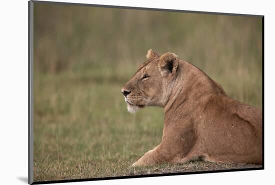 Lioness (Panthera Leo), Serengeti National Park, Tanzania, East Africa, Africa-James Hager-Mounted Photographic Print