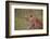 Lioness (Panthera Leo), Serengeti National Park, Tanzania, East Africa, Africa-James Hager-Framed Photographic Print