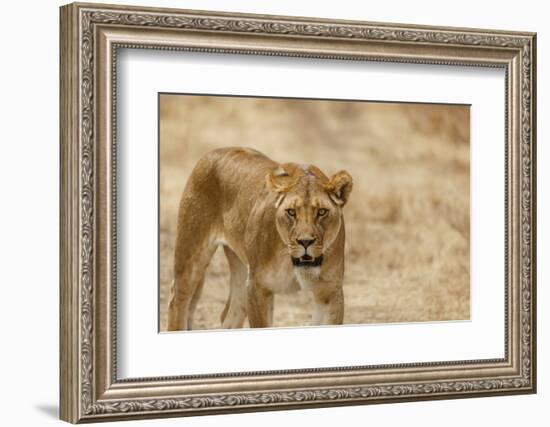 Lioness (Panthera leo), Serengeti National Park, Tanzania, East Africa, Africa-Ashley Morgan-Framed Photographic Print