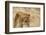 Lioness (Panthera leo), Serengeti National Park, Tanzania, East Africa, Africa-Ashley Morgan-Framed Photographic Print