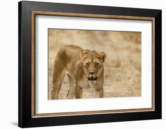 Lioness (Panthera leo), Serengeti National Park, Tanzania, East Africa, Africa-Ashley Morgan-Framed Photographic Print