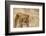 Lioness (Panthera leo), Serengeti National Park, Tanzania, East Africa, Africa-Ashley Morgan-Framed Photographic Print