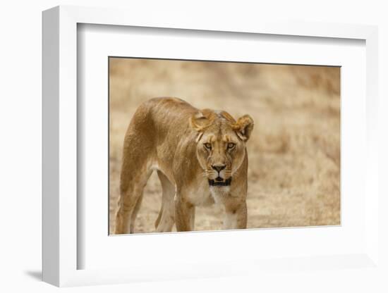 Lioness (Panthera leo), Serengeti National Park, Tanzania, East Africa, Africa-Ashley Morgan-Framed Photographic Print