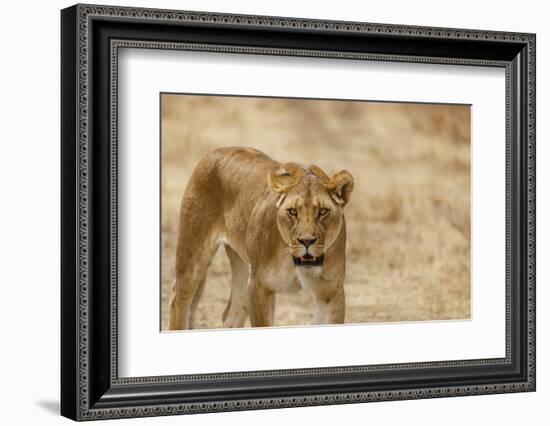 Lioness (Panthera leo), Serengeti National Park, Tanzania, East Africa, Africa-Ashley Morgan-Framed Photographic Print
