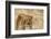 Lioness (Panthera leo), Serengeti National Park, Tanzania, East Africa, Africa-Ashley Morgan-Framed Photographic Print