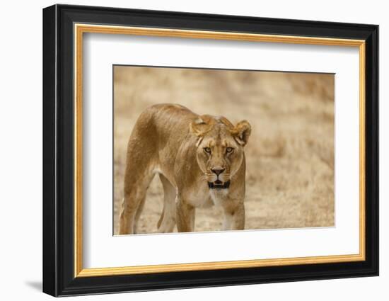 Lioness (Panthera leo), Serengeti National Park, Tanzania, East Africa, Africa-Ashley Morgan-Framed Photographic Print