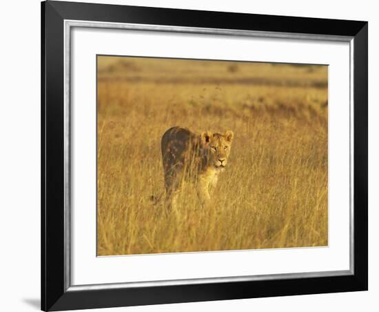Lioness (Panthera Leo) Walking Through Tall Grass, Masai Mara National Reserve, Kenya-James Hager-Framed Photographic Print