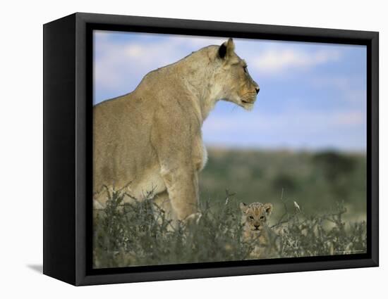 Lioness (Panthera Leo) with Small Cub, Kalahari Gemsbok Park, South Africa, Africa-Steve & Ann Toon-Framed Premier Image Canvas
